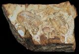 Carboniferous trilobites from Kazahstan, Griffithides #6035-1